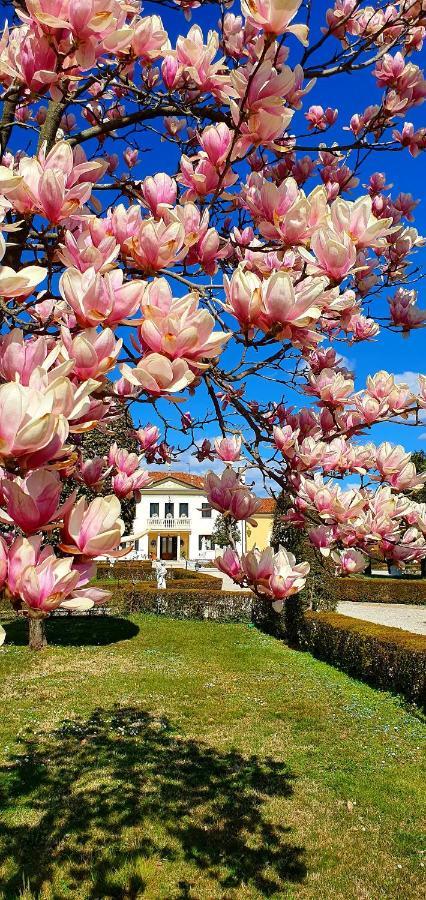 Villa Serena Agriturismo Montebelluna Exterior foto